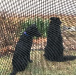 Meet your Posher, Noah